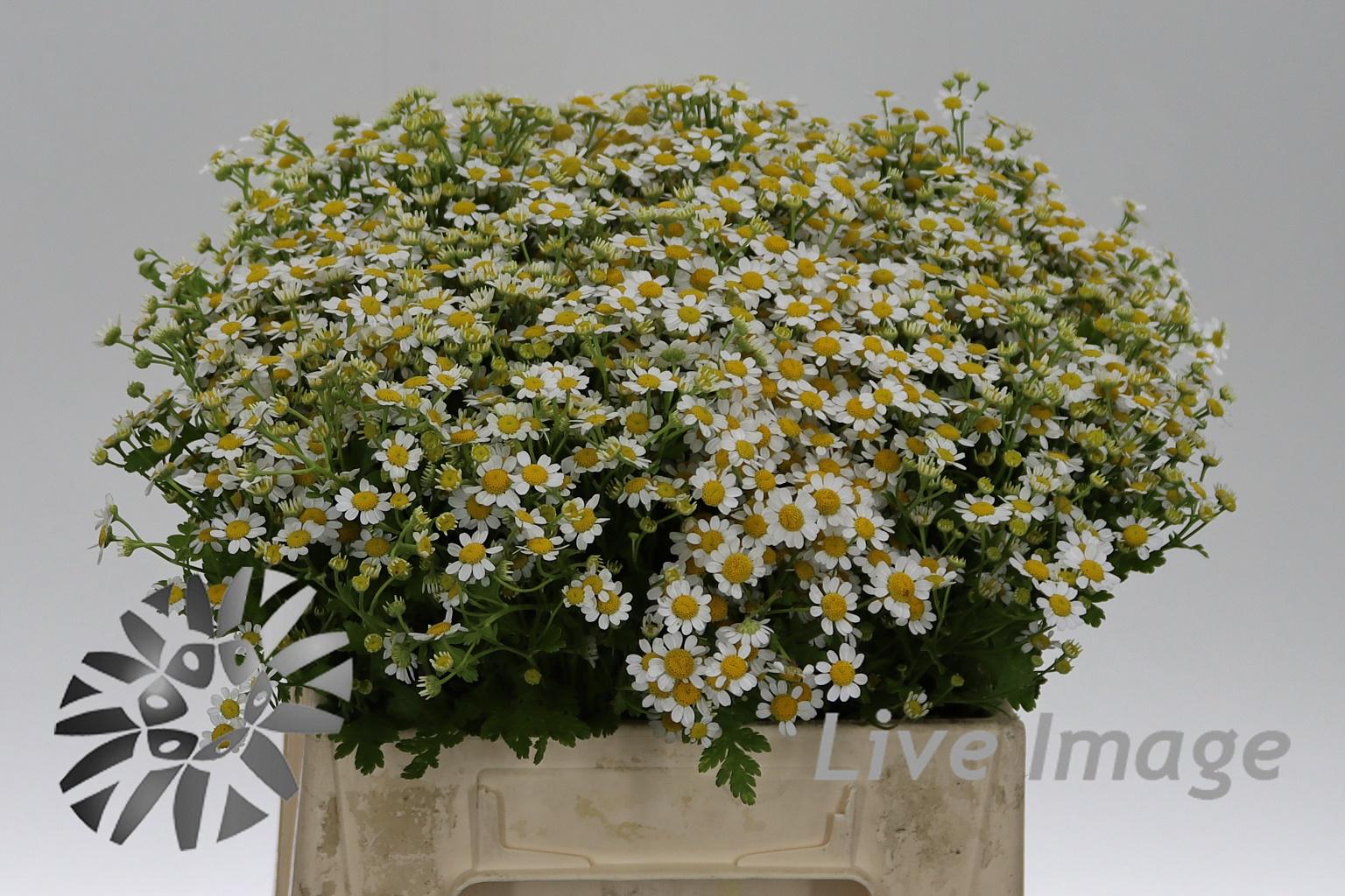 Tanacetum coccineum