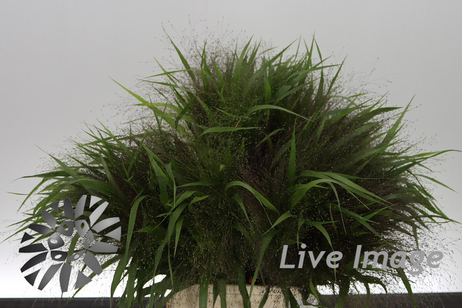 Panicum overig
