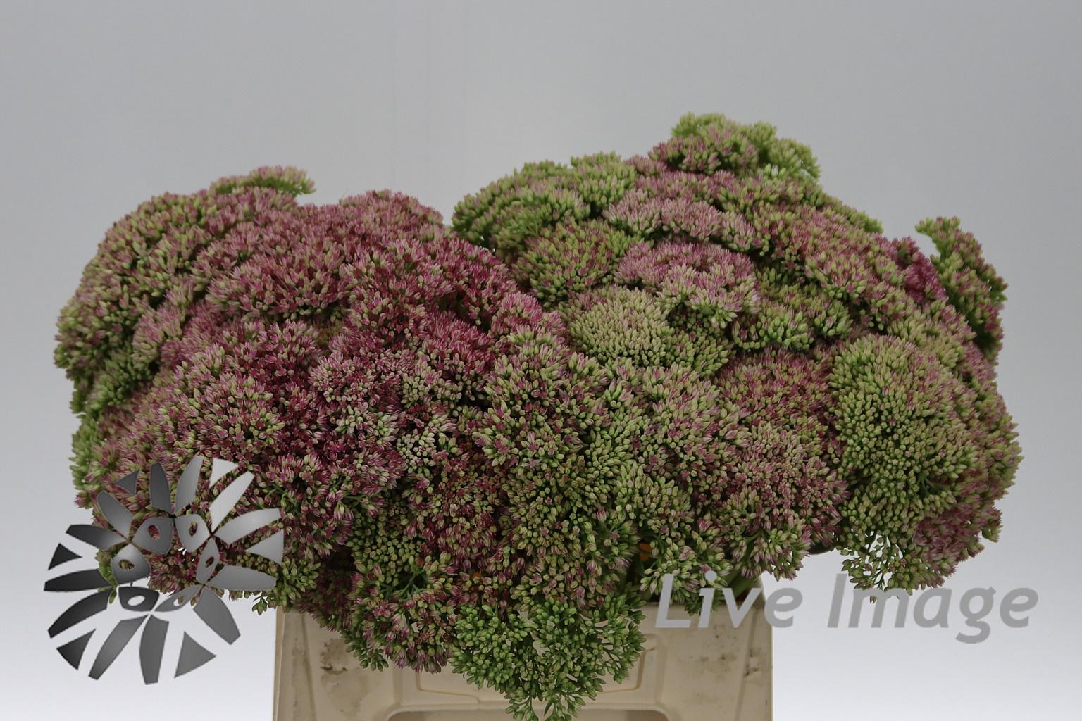 Sedum overig