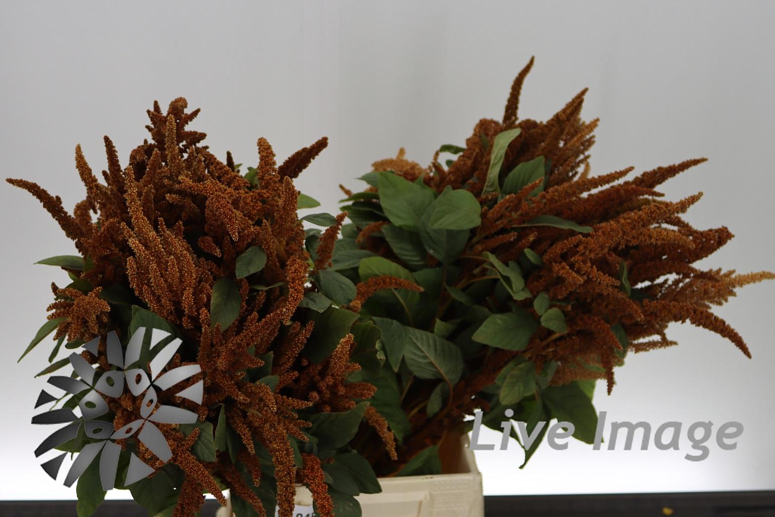Amaranthus overig