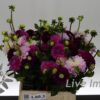 Dahlia gemengd