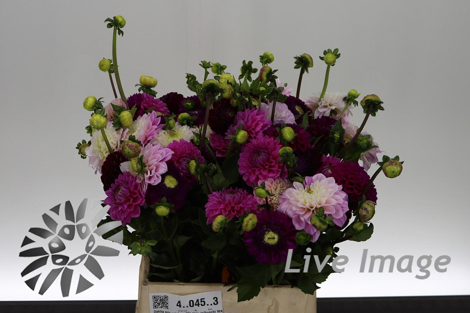 Dahlia gemengd