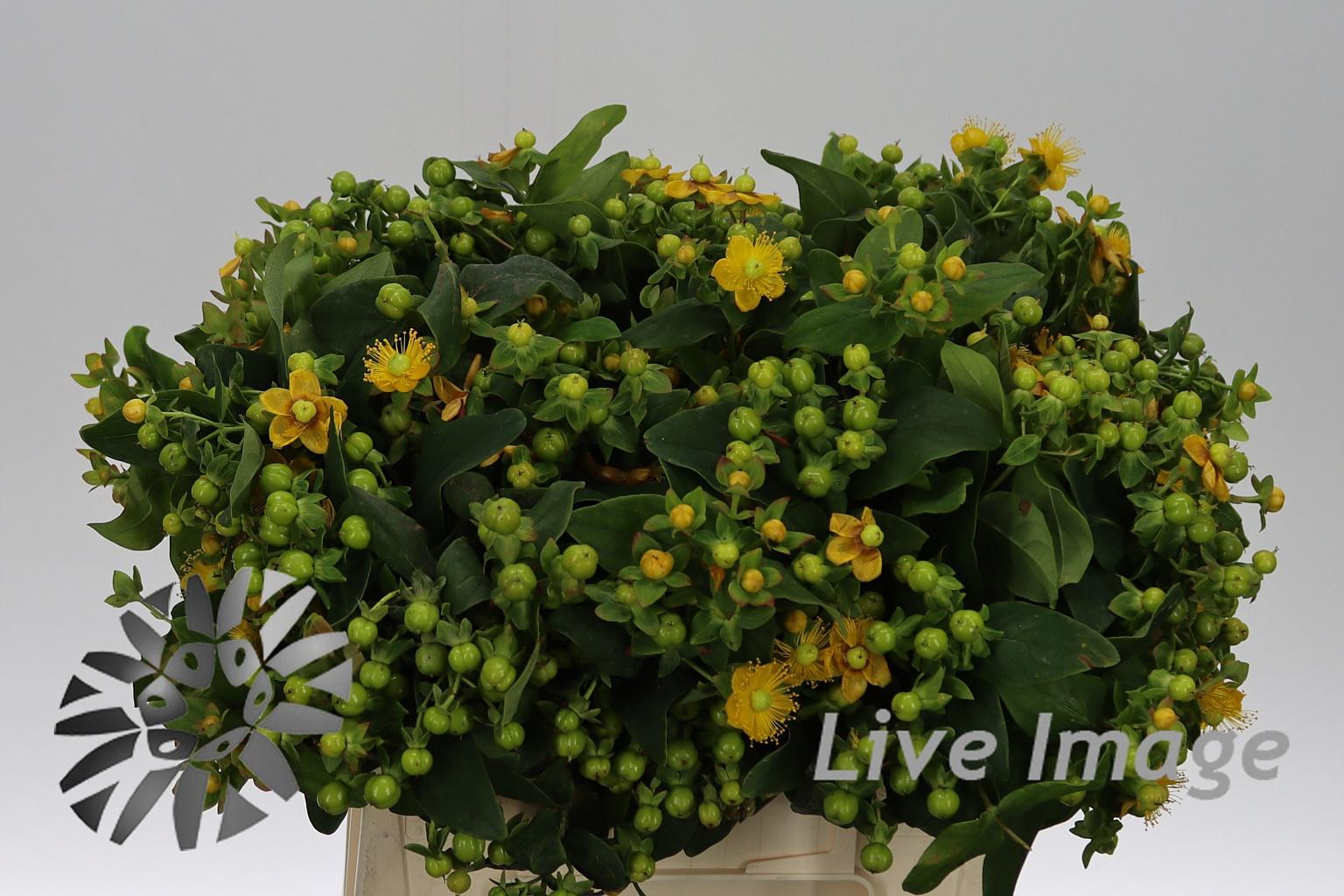 Hypericum Coco Bamboo