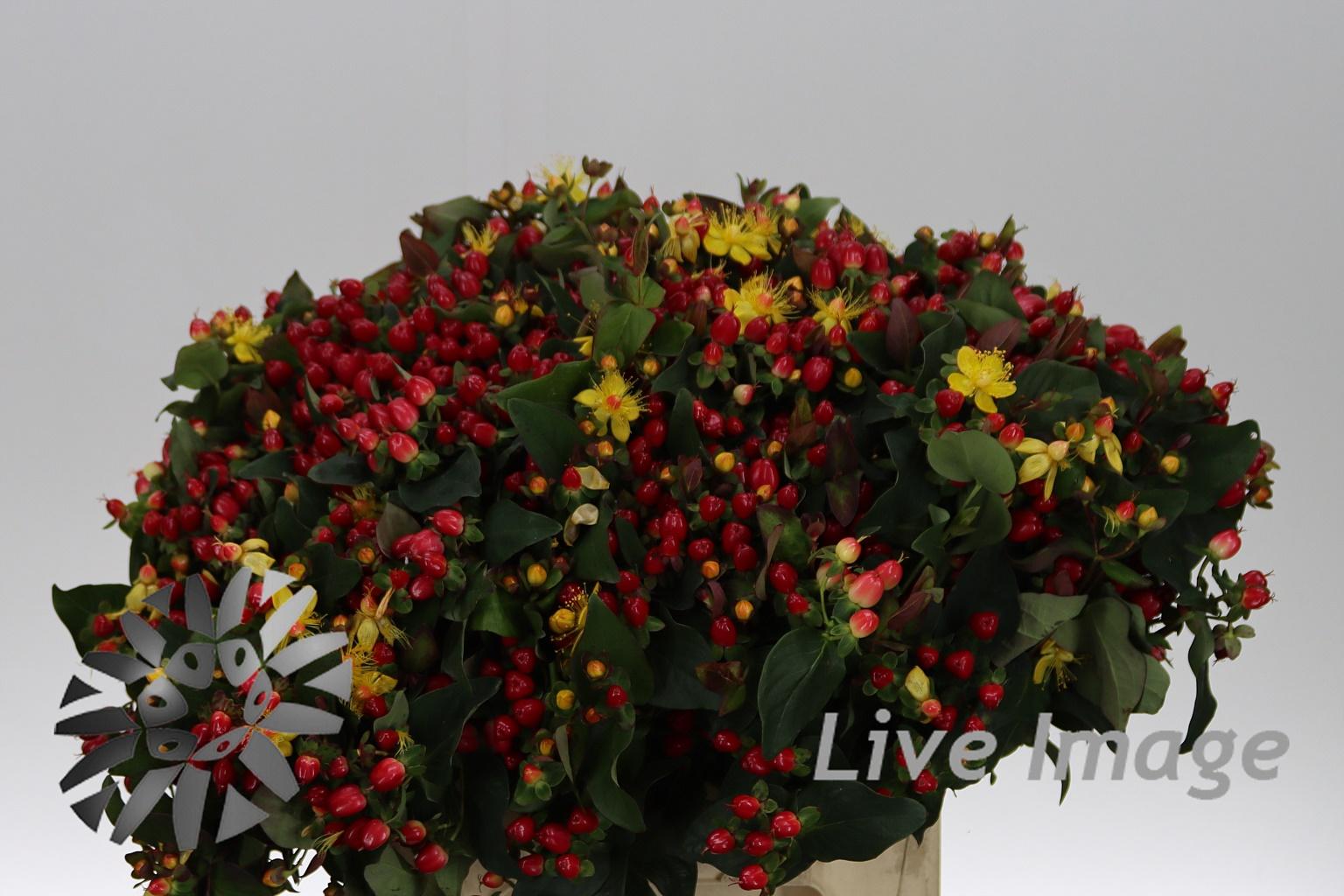 Hypericum Coco Cherie
