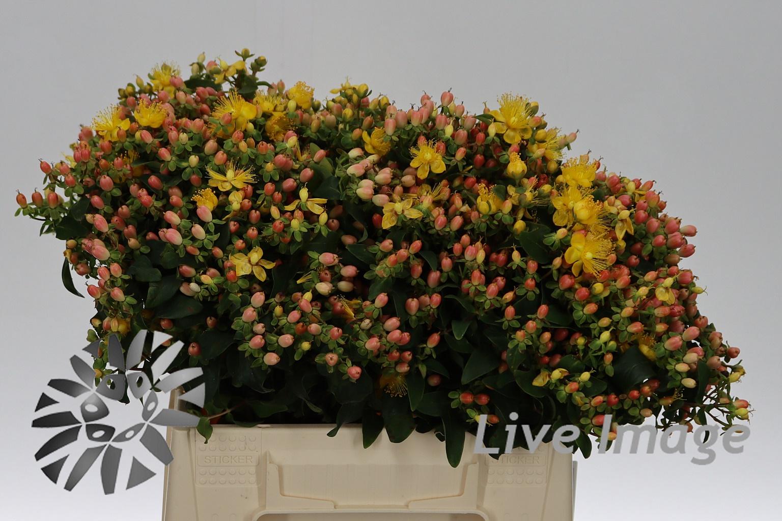 Hypericum x inodorum Magical Pink Fall