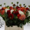 Dahlia gemengd