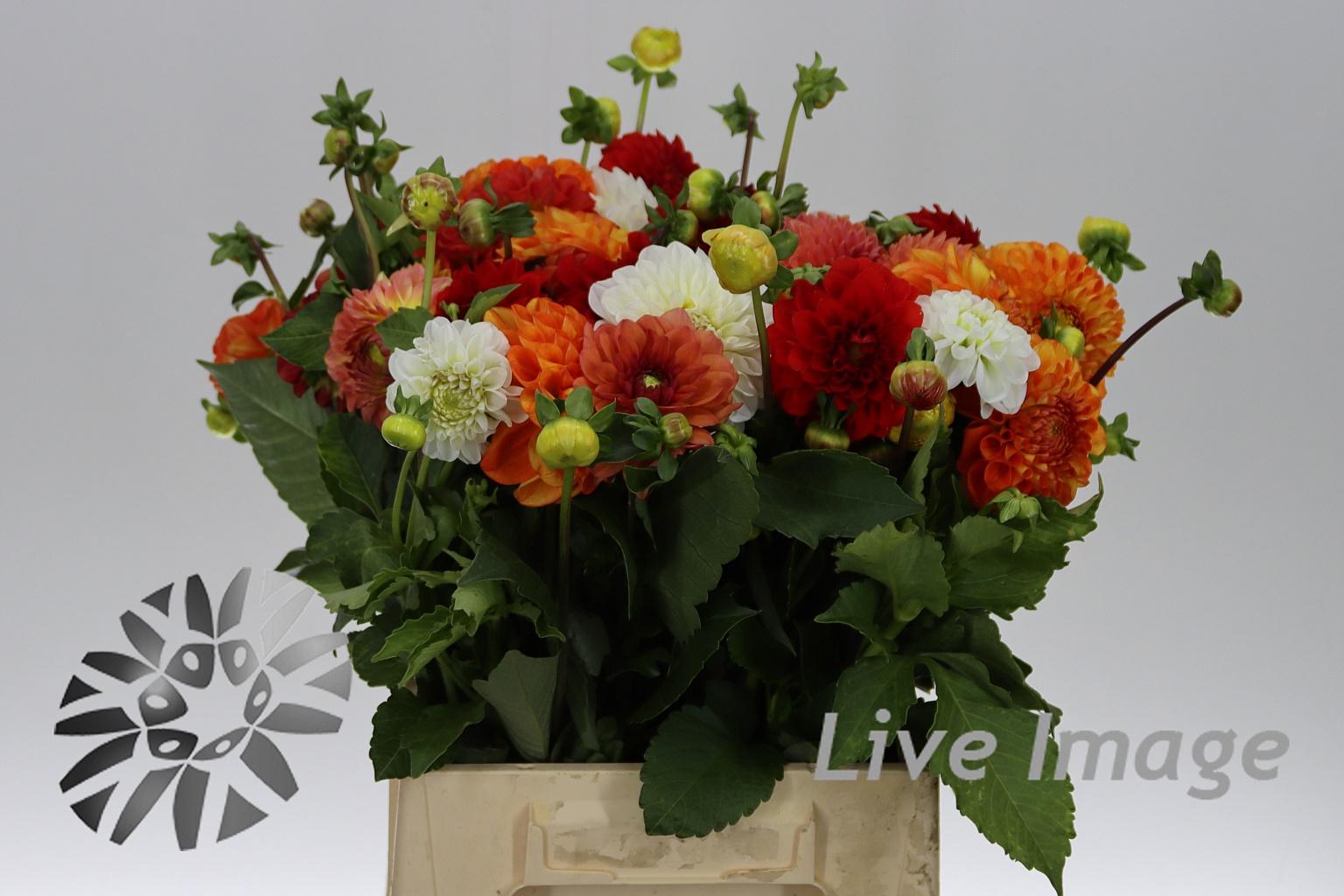 Dahlia gemengd