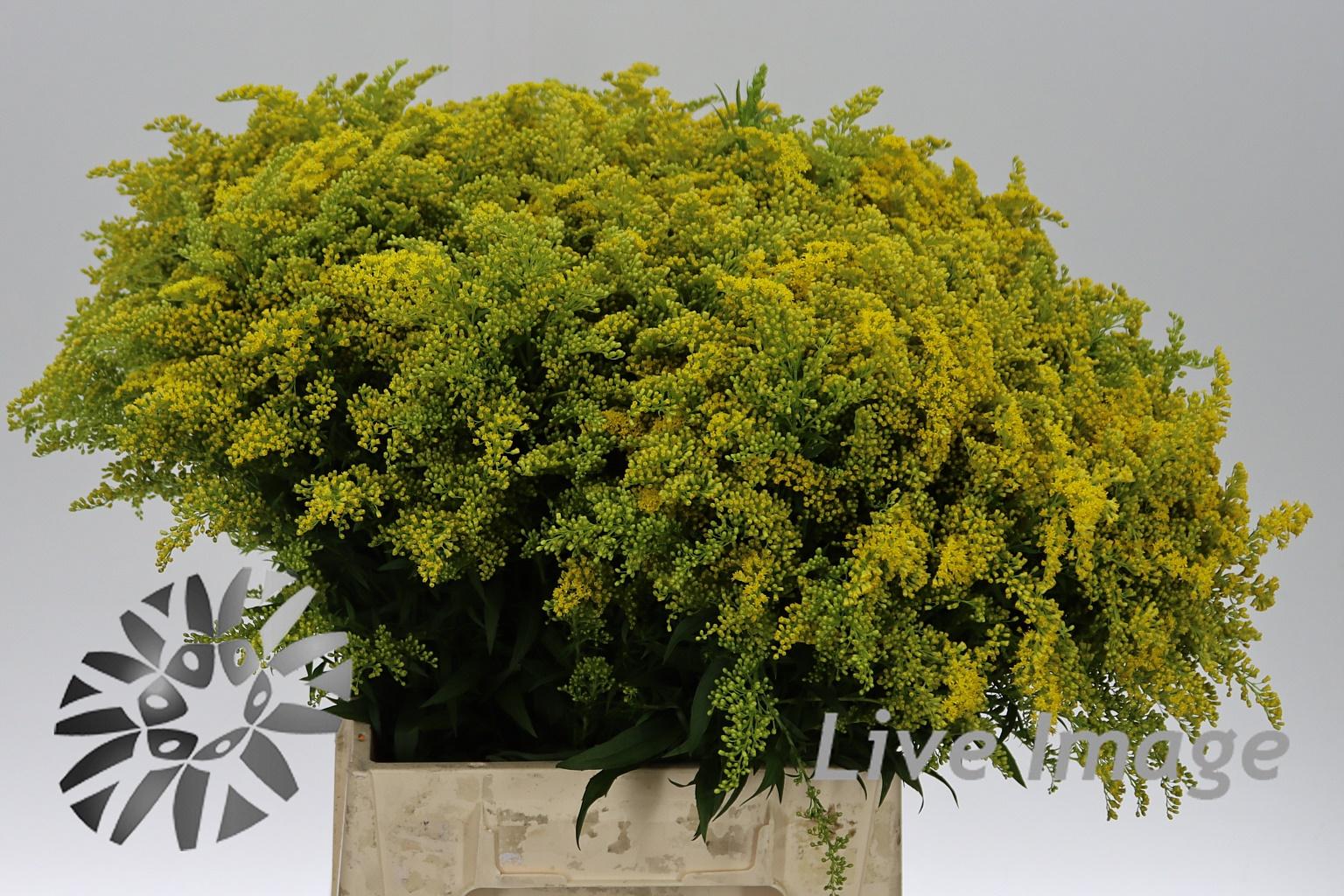 Solidago 'Yellow Stone'