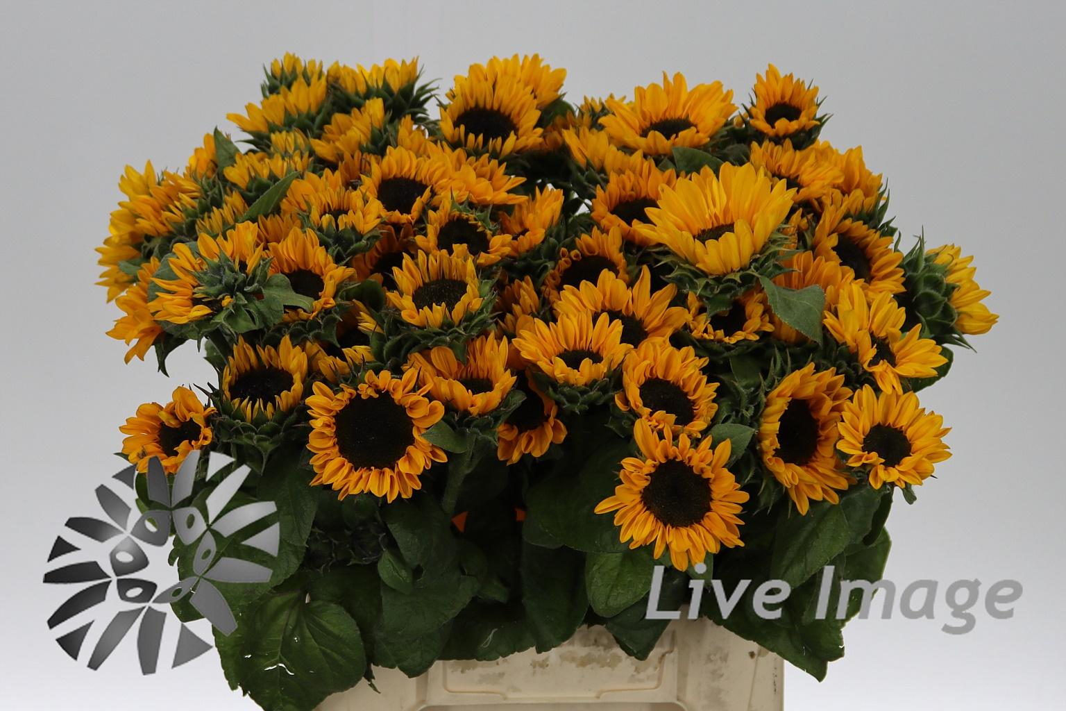 Helianthus annuus 'Sonja'