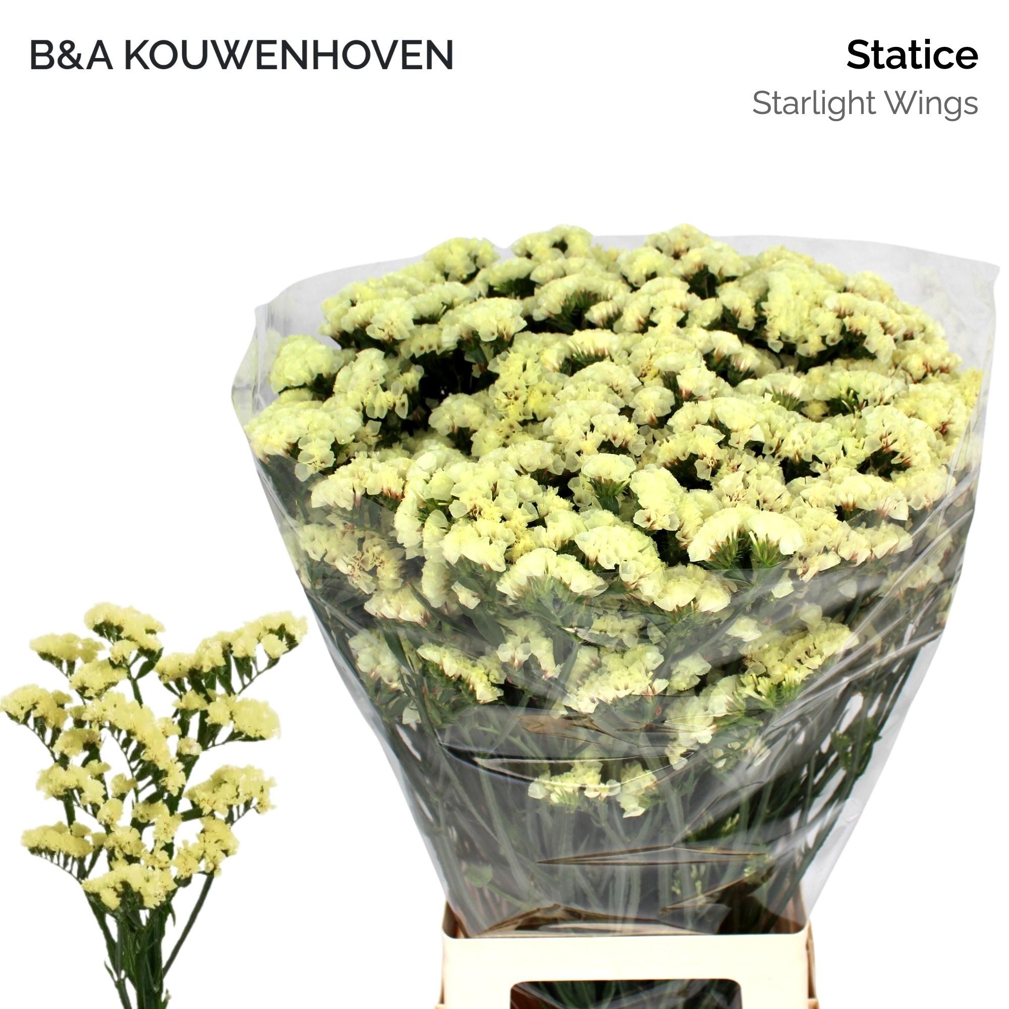 Limonium sinuatum Starlight Wings