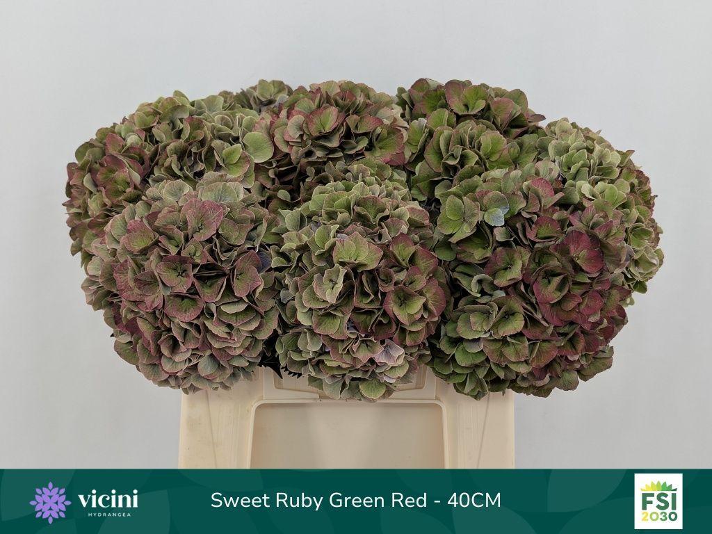 Hydrangea macrophylla Magical Sweet Ruby (classic)