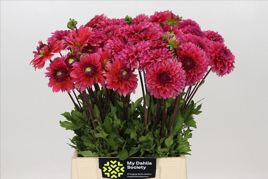 Dahlia (Decorative Grp) 'Isa Candy'