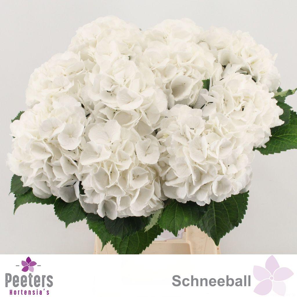 Hydrangea macrophylla 'Schneeball'