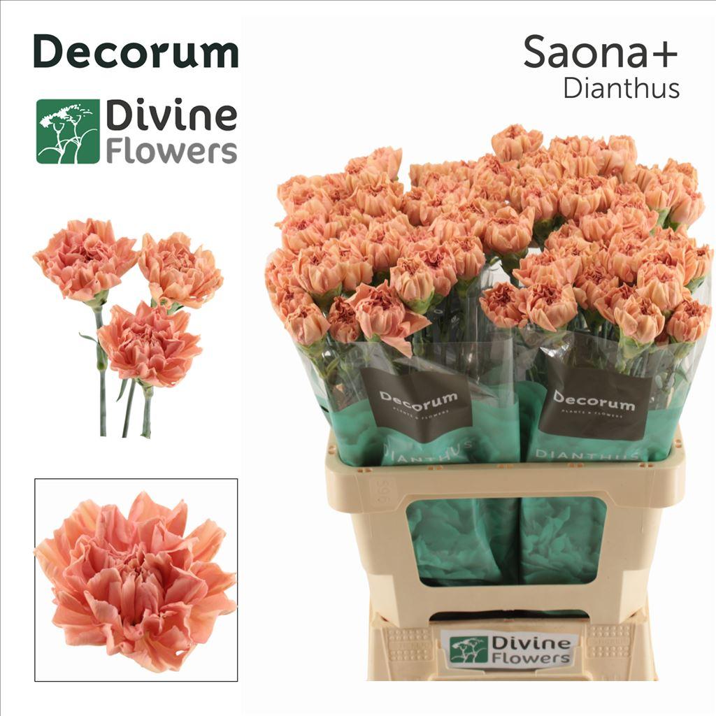 Dianthus standaard Saona+
