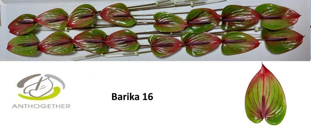 Anthurium (Andreanum Grp) Barika