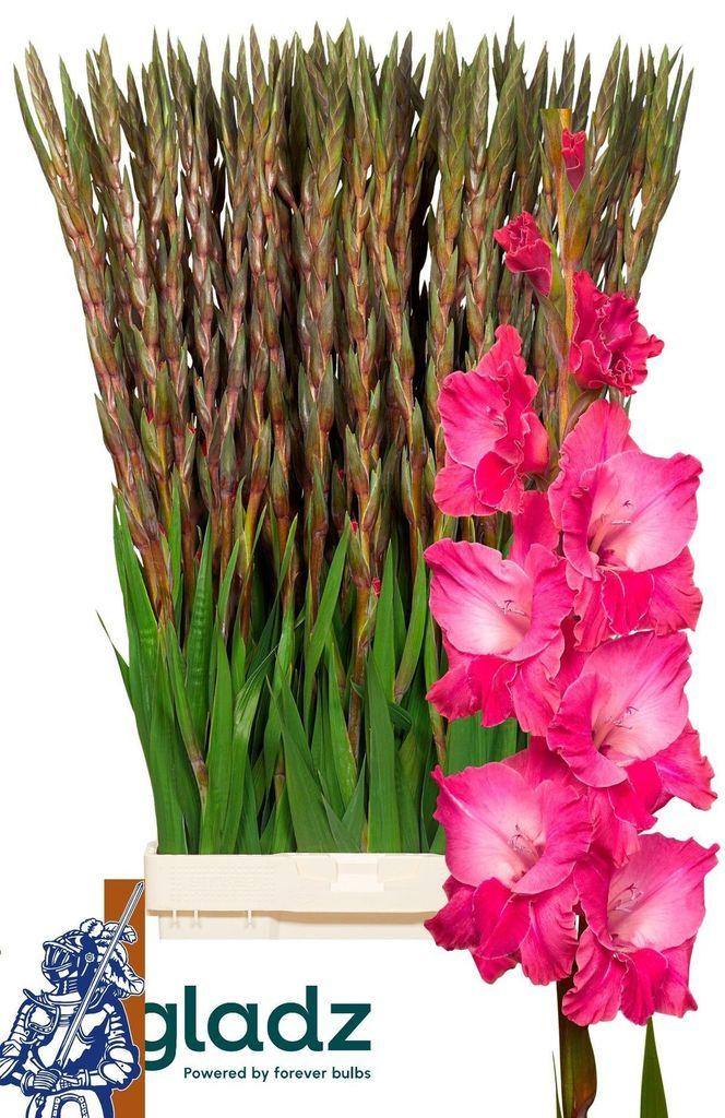 Gladiolus (Large-flowered Grp) 'Fairytale Pink'