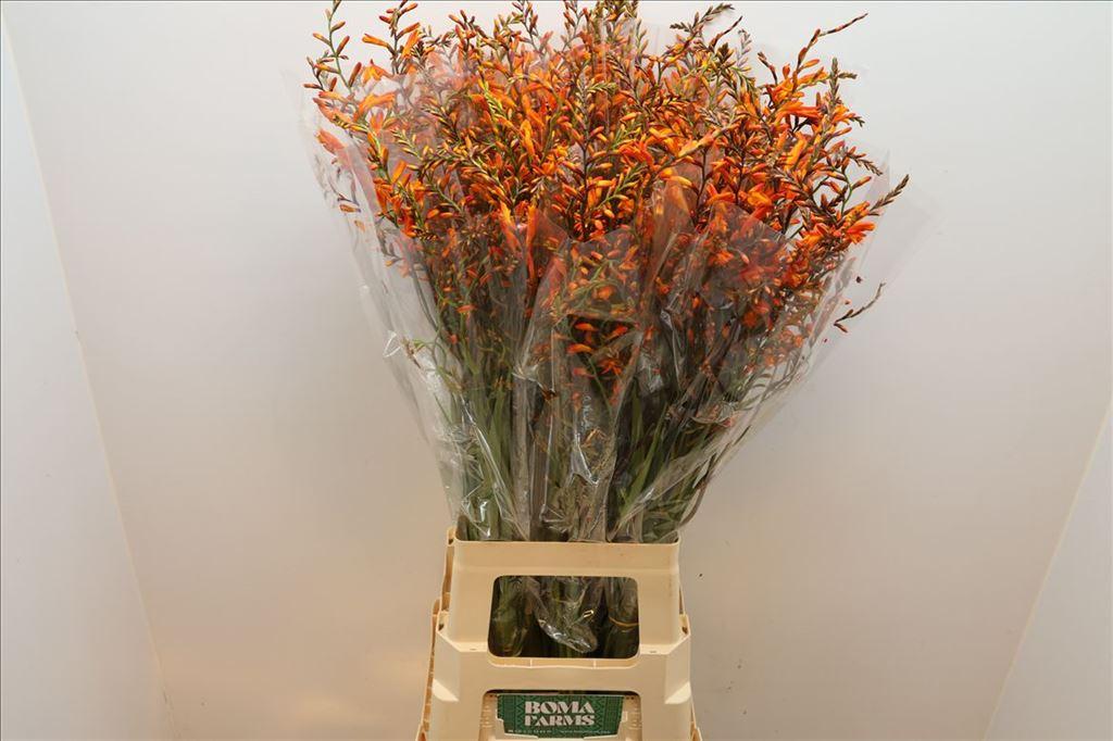 Crocosmia 'Lucifer'