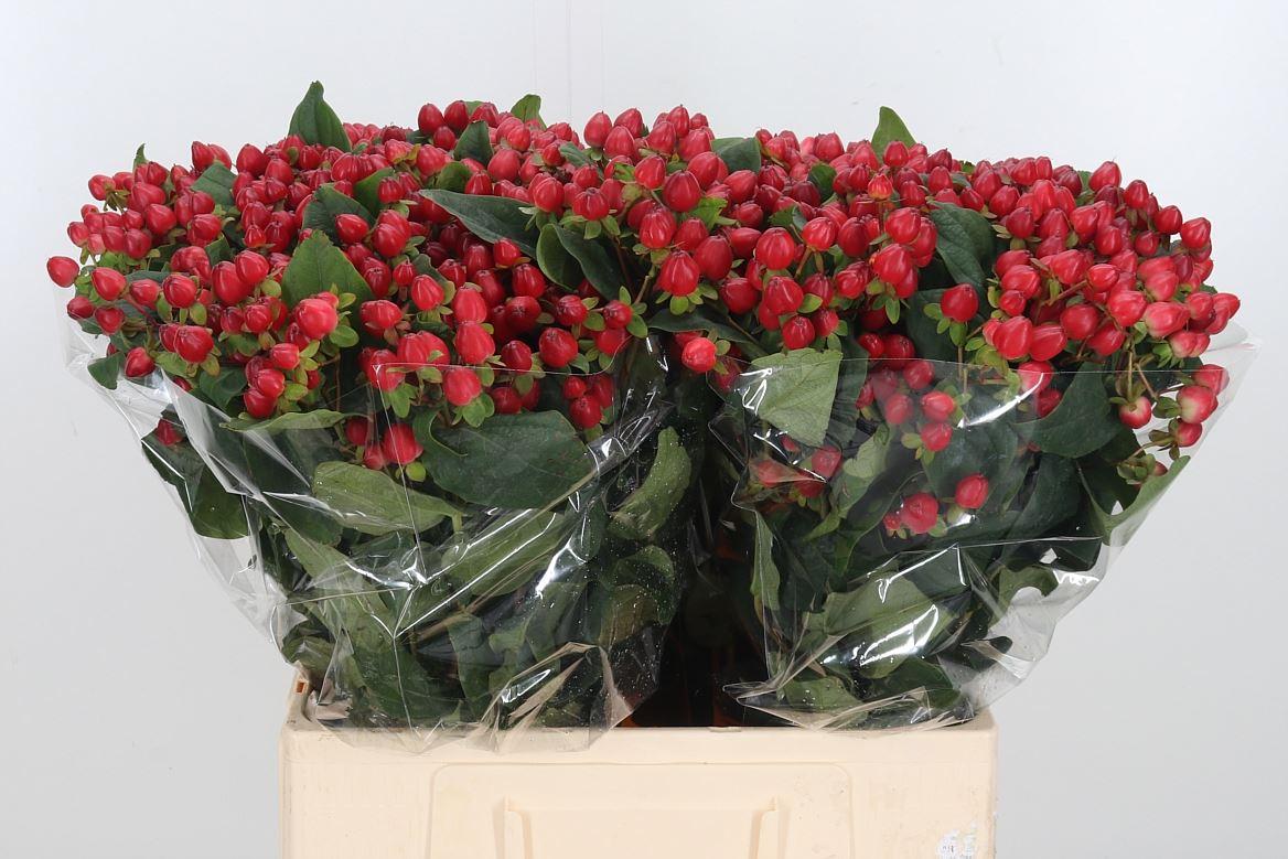 Hypericum x inodorum Magical Triumph