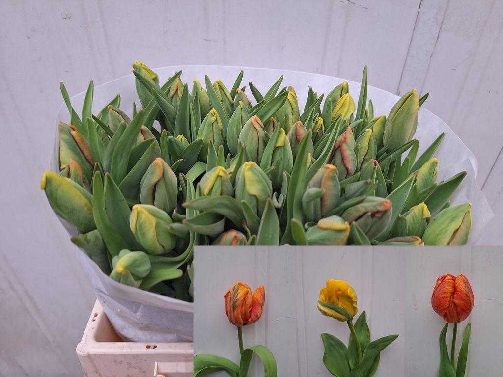 Tulipa (Parrot Grp) overig