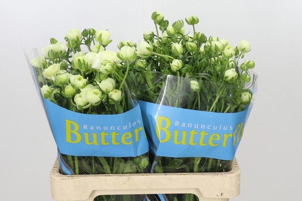 Ranunculus Butterfly Graces