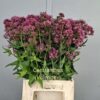 Centranthus ruber