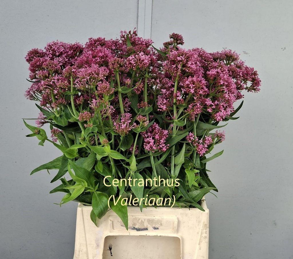 Centranthus ruber
