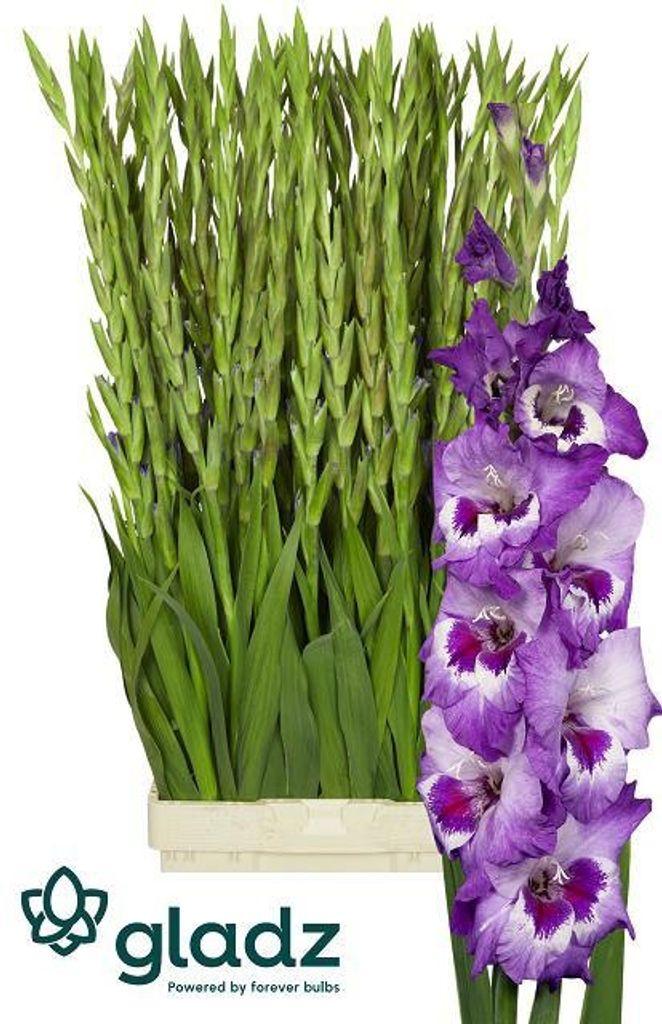 Snijbloemen overig
