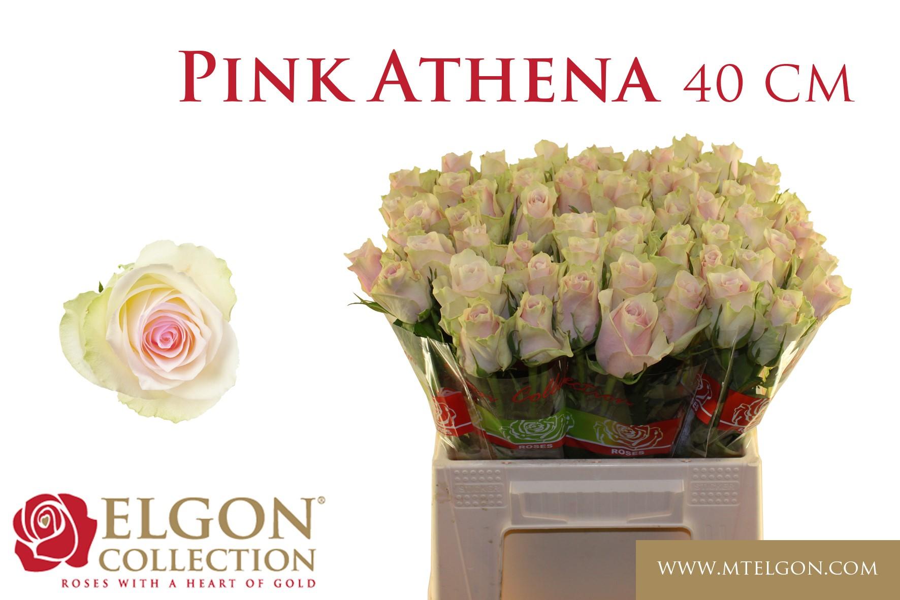 Rosa grootbloemig Pink Athena
