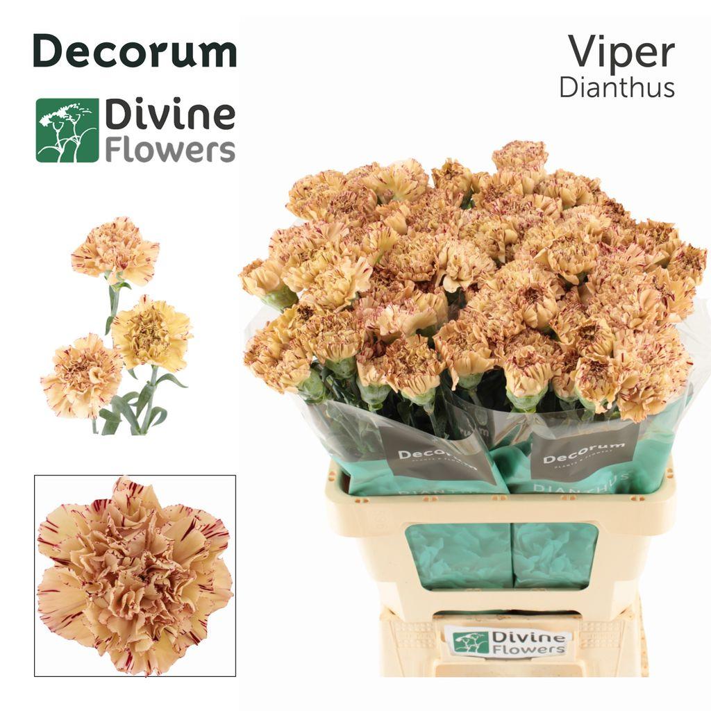 Dianthus standaard Viper