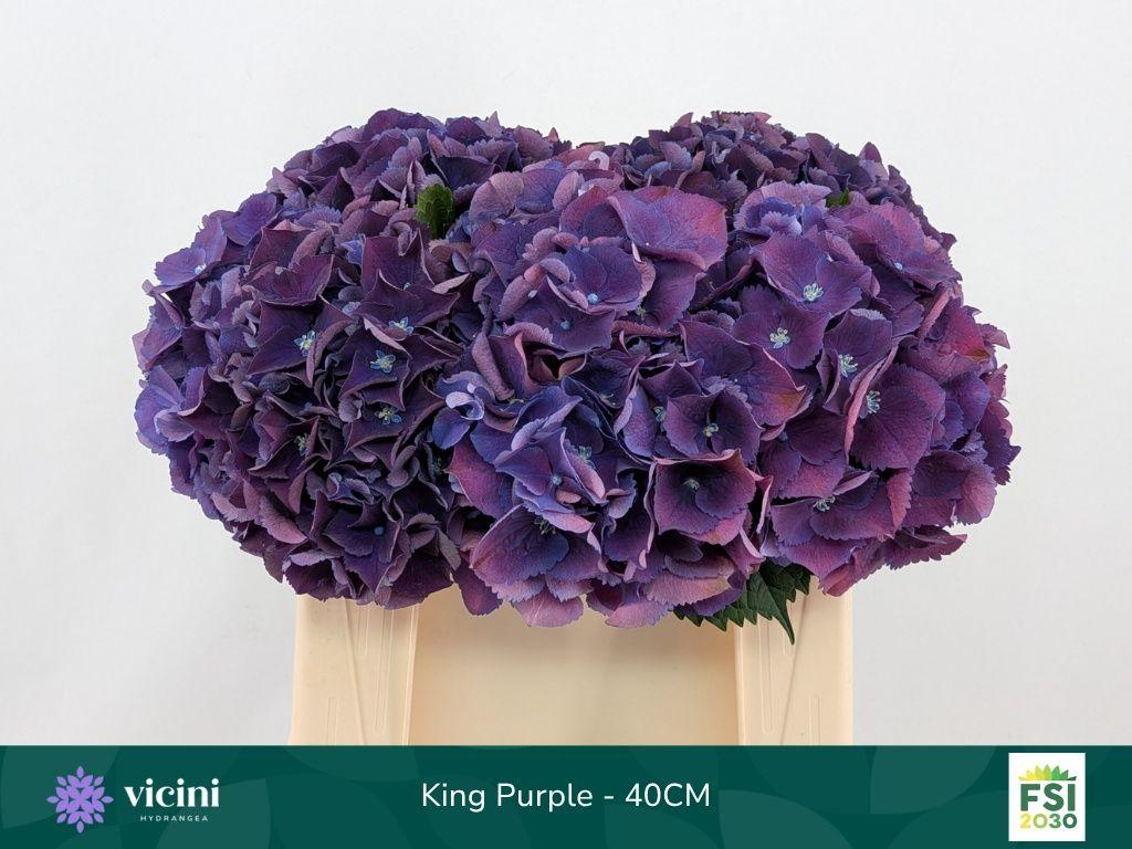 Hydrangea macrophylla Royal King