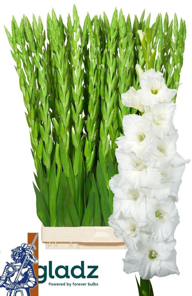 Gladiolus (Large-flowered Grp) 'Essential'