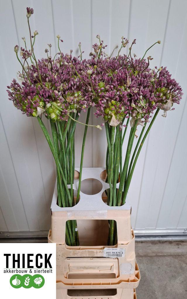 Allium ampeloprasum var. babingtonii 'Green Drops'