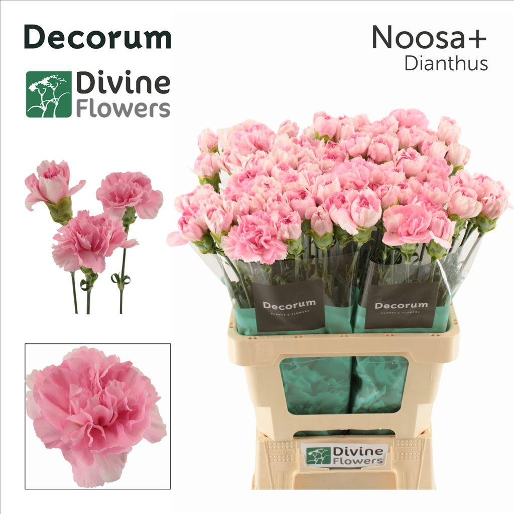 Dianthus standaard Noosa+