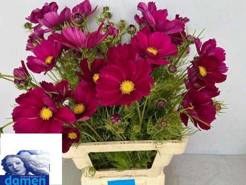Cosmos bipinnatus