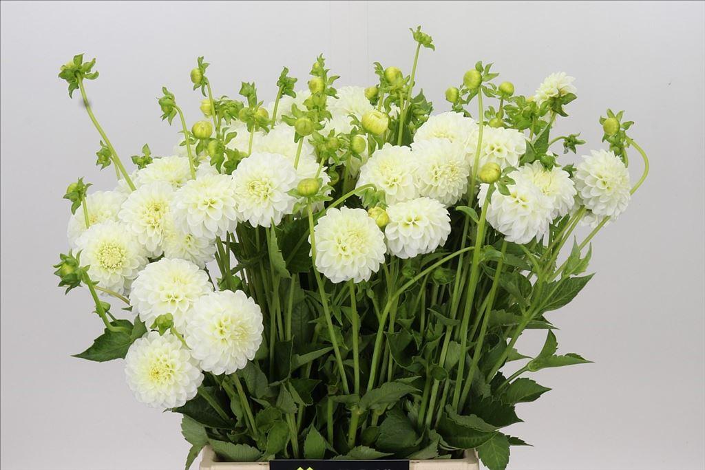 Dahlia (Pompon Grp) 'White Aster'