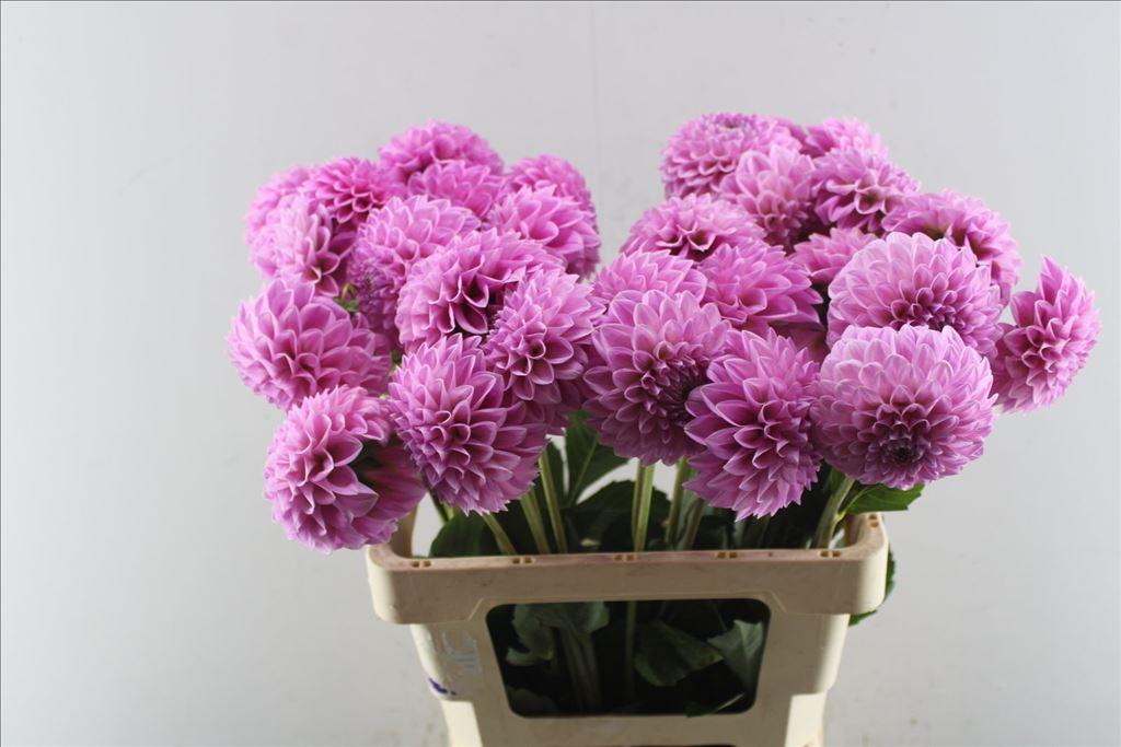 Dahlia (Ball Grp) 'Sweet Fabienne'