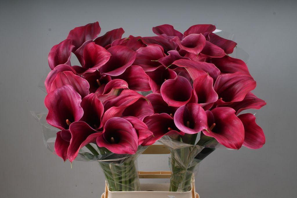 Zantedeschia 'Captain Promise'