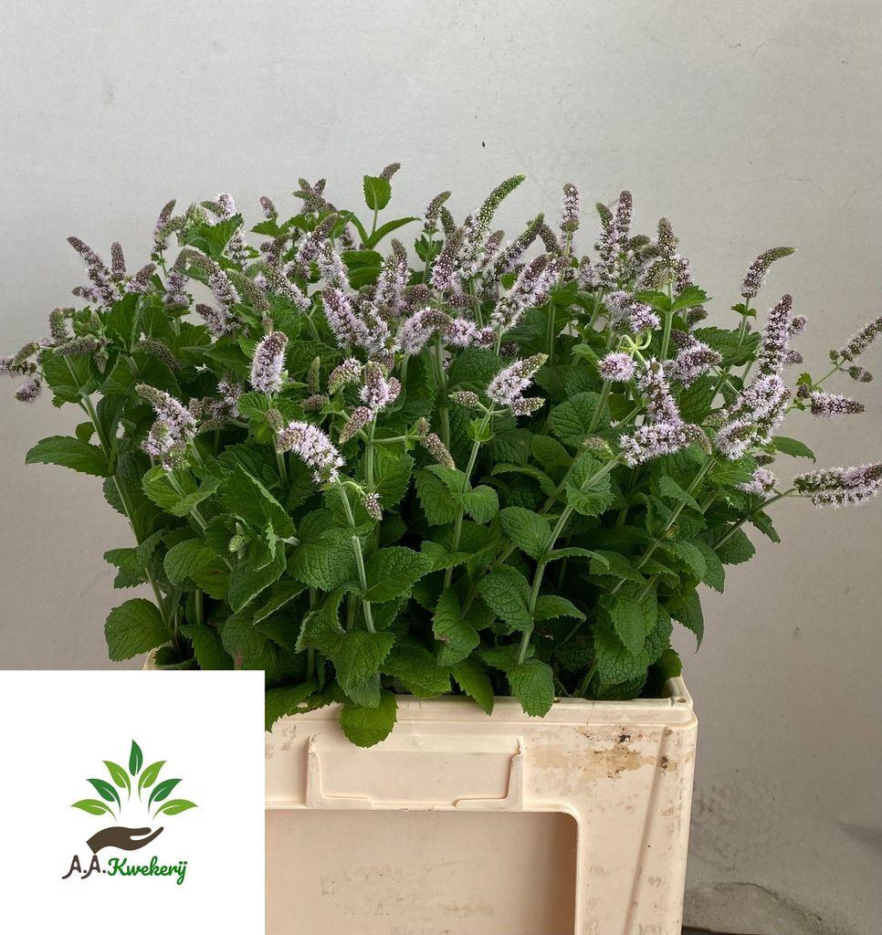 Mentha 'Jocka'