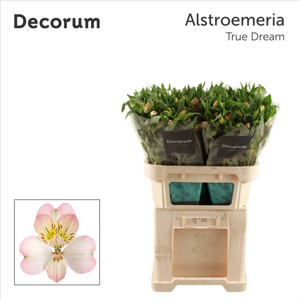 Alstroemeria True Dream