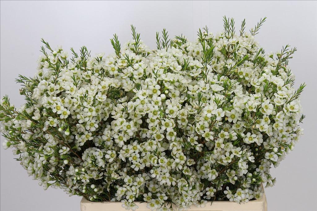 Chamelaucium 'Ivory Pearl'