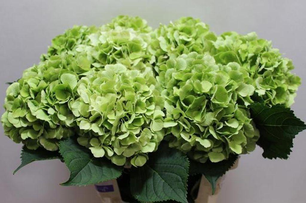 Hydrangea macrophylla 'Verena' (classic)