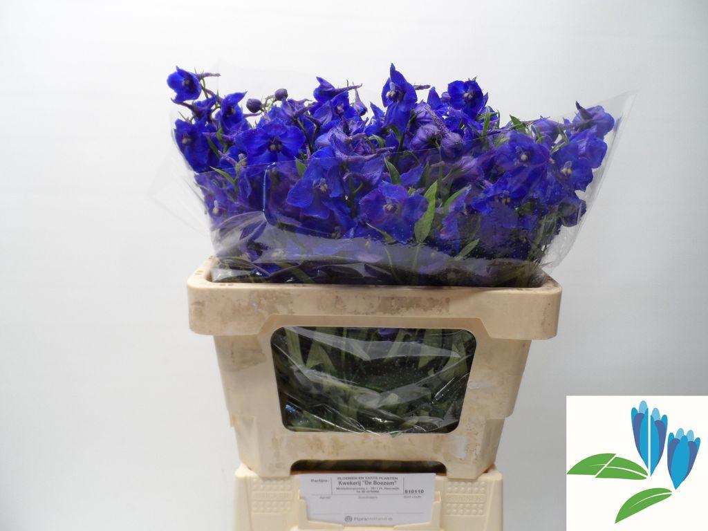 Delphinium enkelbloemig (Belladonna Grp) 'Atlantis'