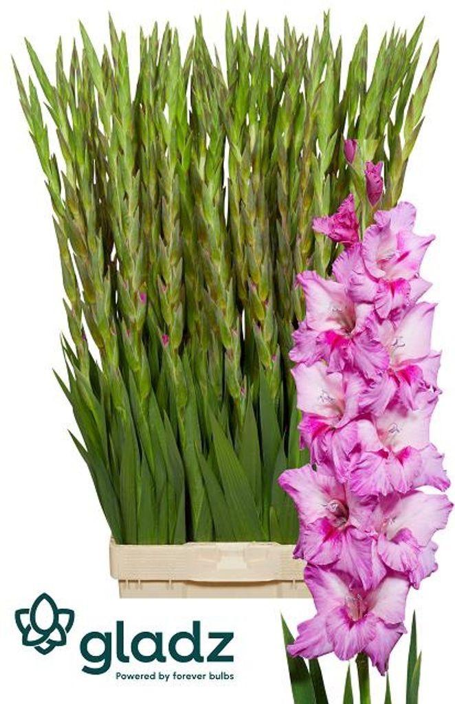 Gladiolus (Large-flowered Grp) 'Xperience'