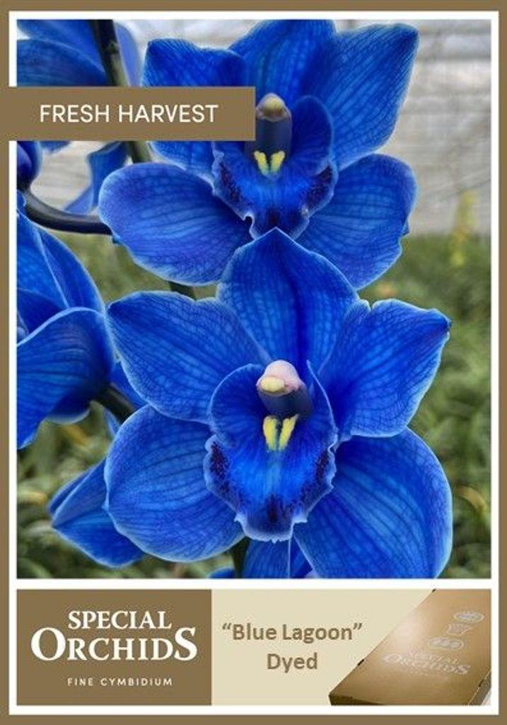 Cymbidium grootbloemig kleurbehandeld H%