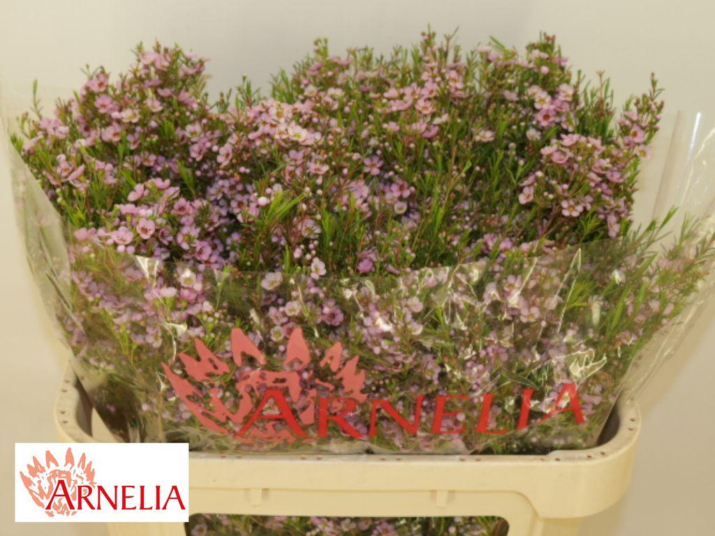 Chamelaucium uncinatum 'Kerryn'