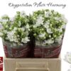 Oxypetalum coeruleum 'Perfect White Harmony'