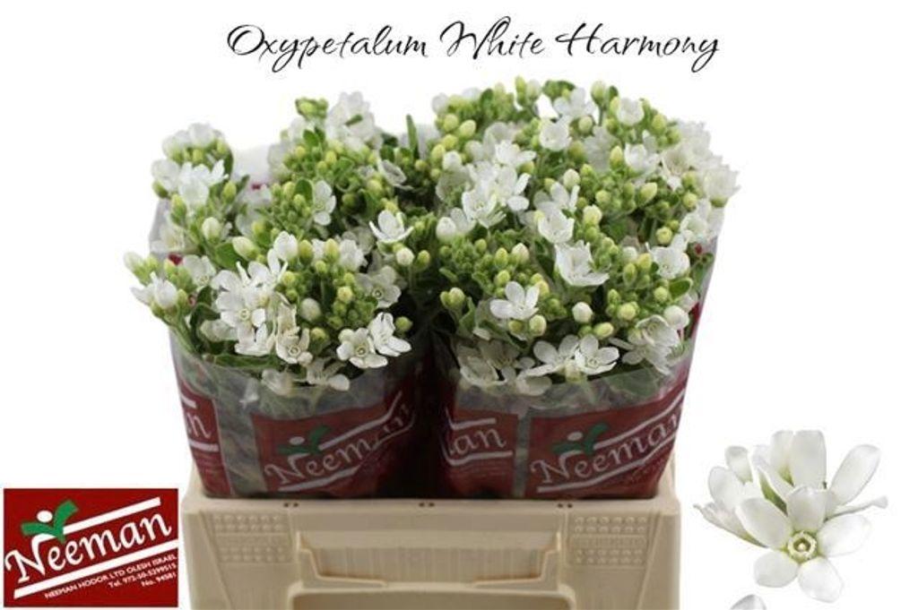 Oxypetalum coeruleum 'Perfect White Harmony'