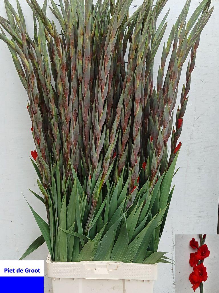 Gladiolus (Large-flowered Grp) 'Costello'