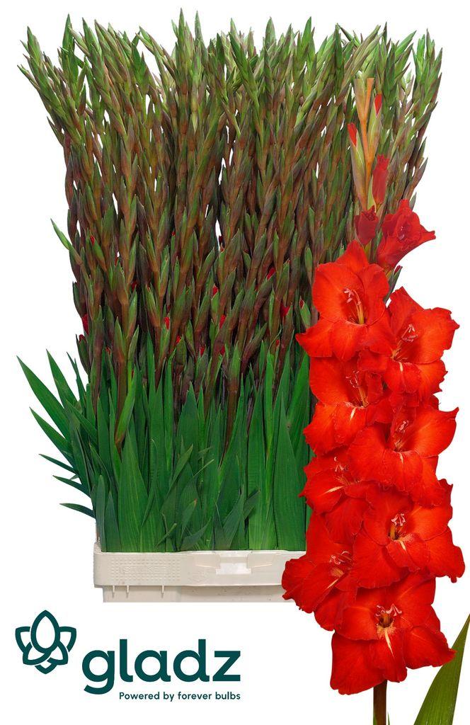 Gladiolus (Large-flowered Grp) 'Chinon'