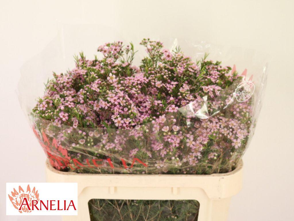 Chamelaucium 'Alouana'